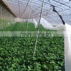 BIG SIZE FRESH STRAWBERRY thumbnail-4