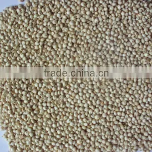 SORGHUM thumbnail-3
