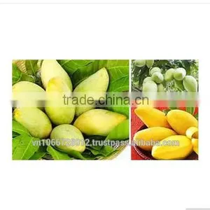 Fresh HOA LOC Mango Fruit From Viet Nam Grade A thumbnail-1