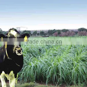 Livestock Favored Pennisetum of America Grass Seed From China thumbnail-1