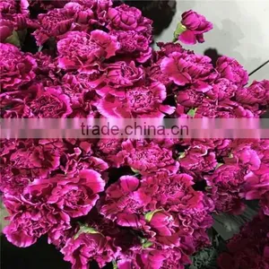 High Quality Fresh Carnation Florist Suppliers From Website thumbnail-3