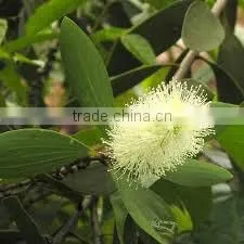 CAJUPUT OIL thumbnail-1