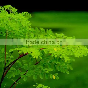 Moringa Carrier Oil thumbnail-1