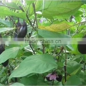 Fertilizer,manure thumbnail-2