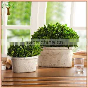White Potted Boxwood Preserved Oval Wholesale to Abroad thumbnail-1