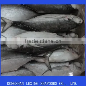 Seafood Frozen Hard Tail Scad thumbnail-1