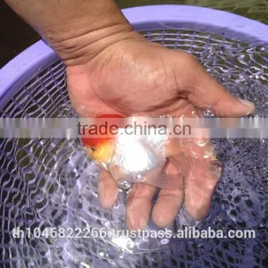 Live Tropical Gold Fish thumbnail-5