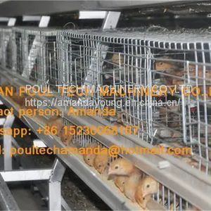 Cameroon Poultry Farm A Frame Automatic Small Chicken Cage & Pullet Coop With Nipple Drinker & Drop Cup in Chicken Shed thumbnail-1