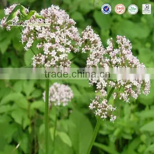 Natural Plant Extract Valerian Root Extract thumbnail-1