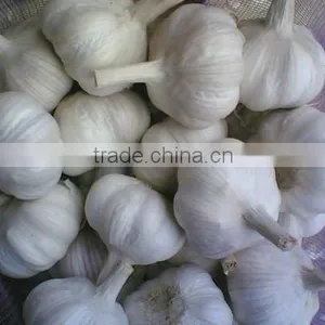 Chinese White Garlic 2013 Crop thumbnail-1