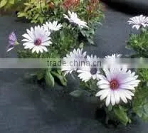 Weed Barrier Fabric / Anti Grass Cloth / Plastic Woven Mulch Layer Used in Garden thumbnail-1