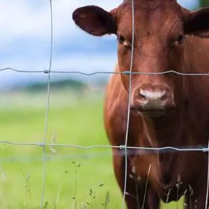 Hot Sale 6 Post 8ft Galvanized Cattle Sheep Pen Horse Fence thumbnail-6