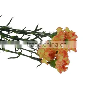 Top Grade Carnival Cheap Flower Single Stem Carnation thumbnail-5