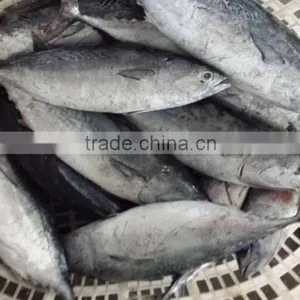 2015 Frozen Bonito Whole Round 500-750,750-1000,1000g+/pc for Marketing thumbnail-3