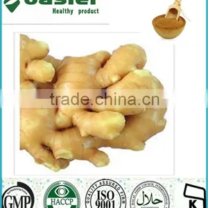 High Quality Ginger Root P.E,Gingerols 5% HPLC thumbnail-1