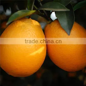 Big Navel Orange From China thumbnail-1