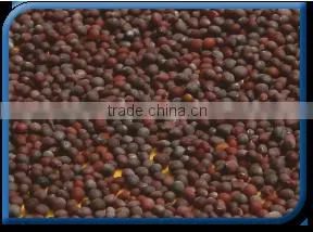Black Mustard Seeds thumbnail-1