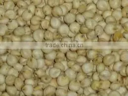 White Sorghum From India thumbnail-1