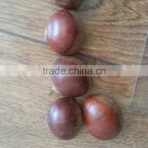 2015 Growth Edible Chestnuts Factory Direct Sales Price thumbnail-3