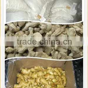 Chinese High Quality Dried Ginger for Sale thumbnail-1