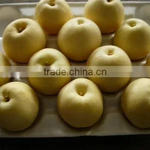 High Quality Singo Pear From Shandong thumbnail-2