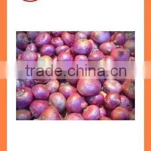 Fresh Red Onion FOR SALE thumbnail-2