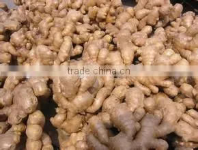 New 2016 Fresh Ginger for Overseas From Shandong thumbnail-5