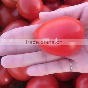 China Sun Dried Tomatoes thumbnail-1