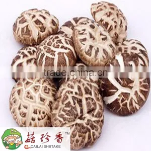 Factory Supply Best Quality Organic Dried Shitake Mushroom thumbnail-3
