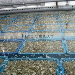 High Frozen Vacuum Packed Short Necked Clam thumbnail-3