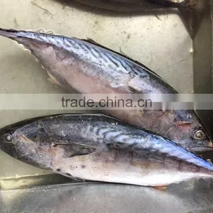 Bonito Tuna thumbnail-2