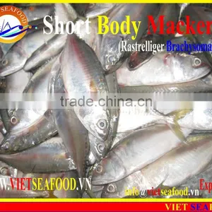 FROZEN SHORT BODY MACKEREL W/R thumbnail-3