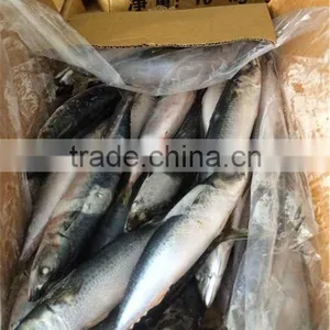 Scomber Japonicus Mackerel Fish thumbnail-1