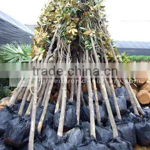 Magnolia Grandiflora Flowering Plants thumbnail-1