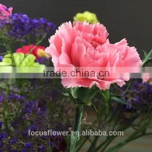 Hot Fashion Single Carnations Cut Flower Price Fresh Cut Flowers From China thumbnail-1