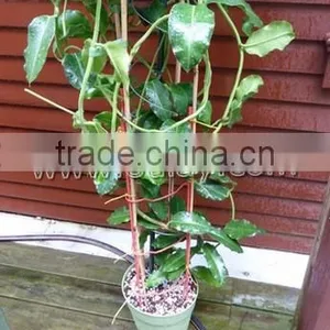 Thick Walled Cheap Tonkin Bamboo Poles Wholesale for Plants thumbnail-4