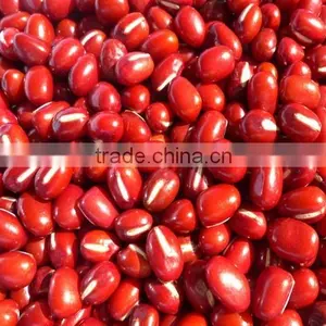 Organic Adzuki Bean thumbnail-2