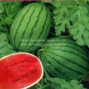 Bell Factory Supply f1 Hybrid Watermelon Seeds thumbnail-1