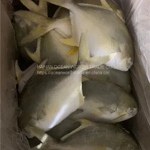 Good Golden Pompano, Golden Pomfret, Golden Pompano 300-400g/400-600g/500-600g/800+ thumbnail-4