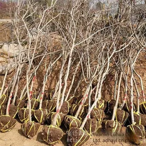 This Year, the Price of a Wisteria Sapling With a Ground Diameter of 1 Cm, a Climbing Plant in Jiangsu Area, From a Ground Cover Plant Base thumbnail-1