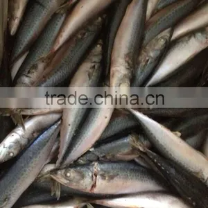 FAO 61 Japanese Mackerel Fish thumbnail-6