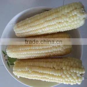 IQF Sweet Corn With Best Quality thumbnail-1