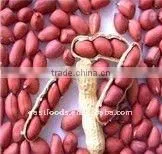Red Skin Peanut Kernel thumbnail-4