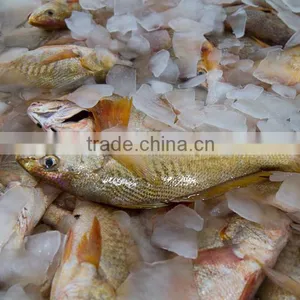 MEXICO YELLOW CROAKER WHOLE ROUND thumbnail-4
