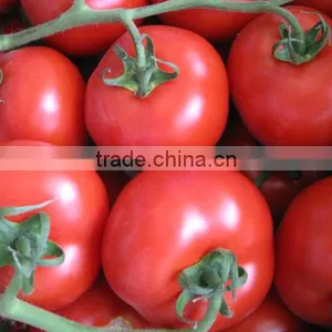 Tomato thumbnail-4