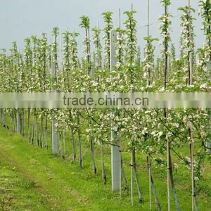 Fiberglass Rod, Fiberglass Stick FRP Rod,Solid Fiberglass Rod for Garden Use for Plants thumbnail-2