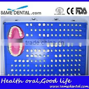 151 Teeth Prepared for the Standard Model Dental Eduction Assitant No. DEA-10 thumbnail-2