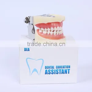 New Design Wholesale Dental Teaching Model Standard Tooth Model of White Alundum Dentition Model thumbnail-5