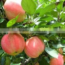 FRESH APPLES FRUITS thumbnail-5