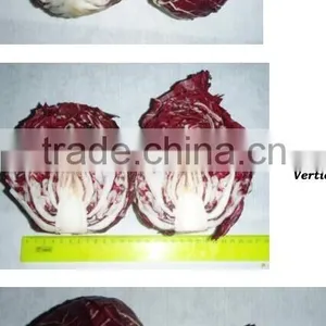 Fresh Radicchio thumbnail-1